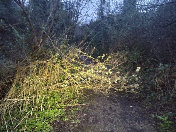 The photo for Fallen Tree Fordwich Way.